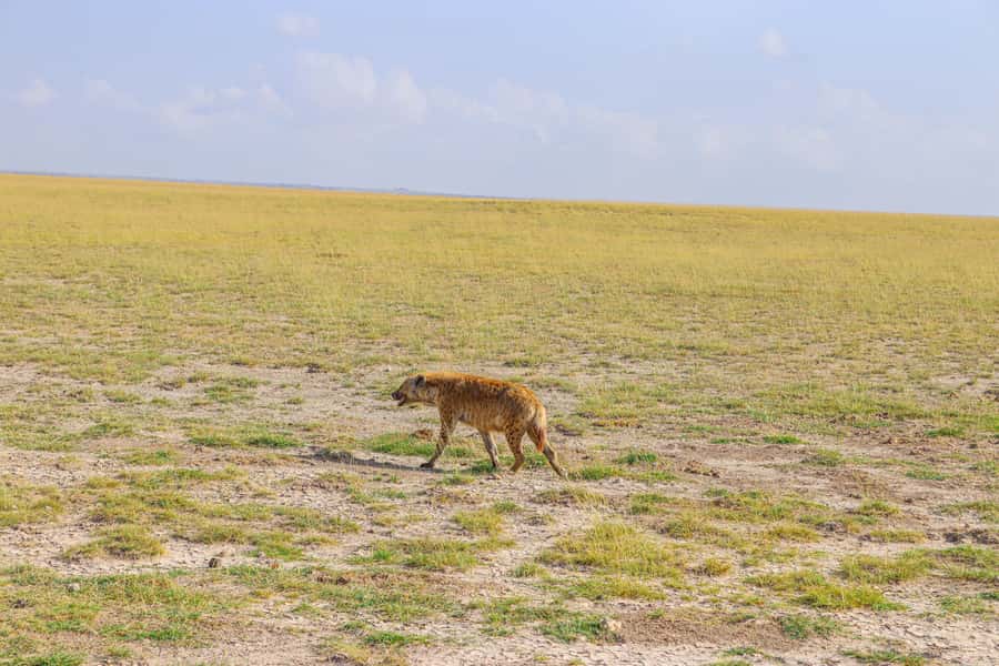 Amboseli National Park: Daytrip from Nairobi in a 4X4 Jeep - Lunch and a two-hour pause at Kibo Safari Camp