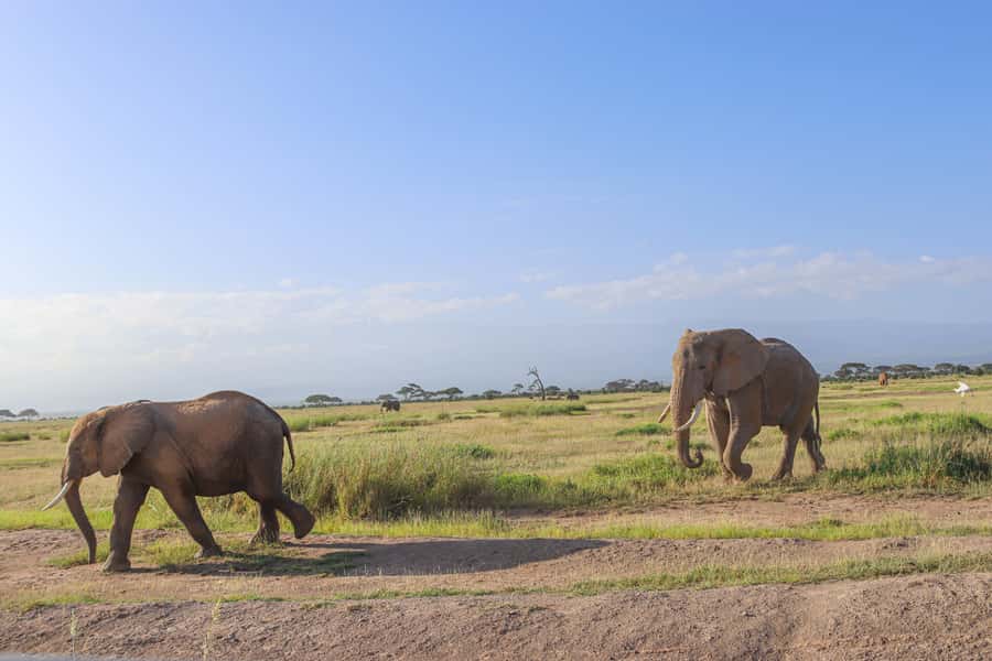 Amboseli National Park: Daytrip from Nairobi in a 4X4 Jeep - Is $280 per person good value?