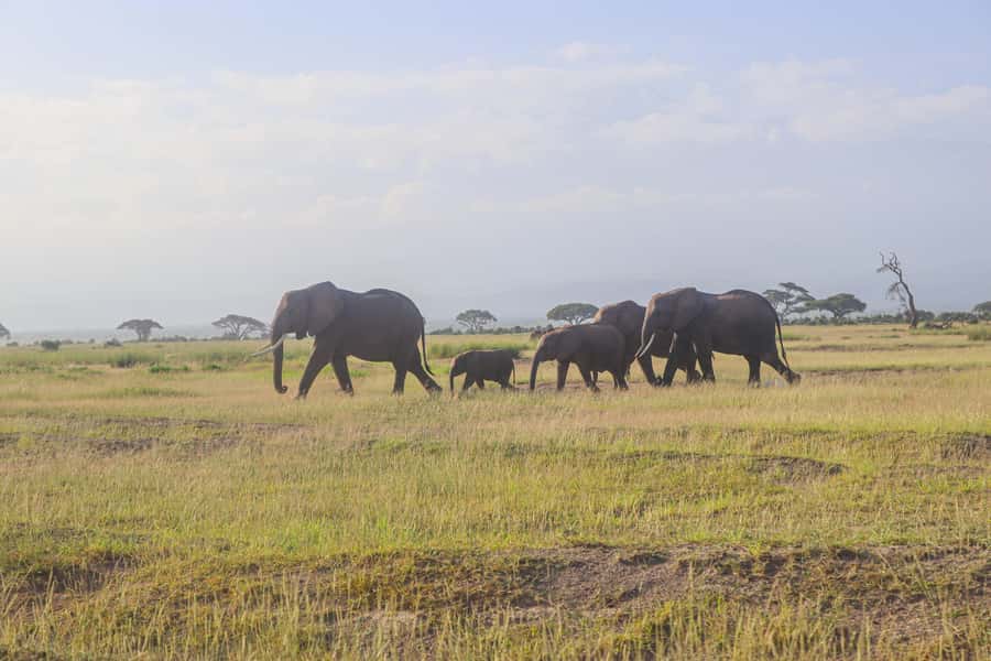 Amboseli National Park: Daytrip from Nairobi in a 4X4 Jeep - Who will enjoy this Amboseli day trip most?