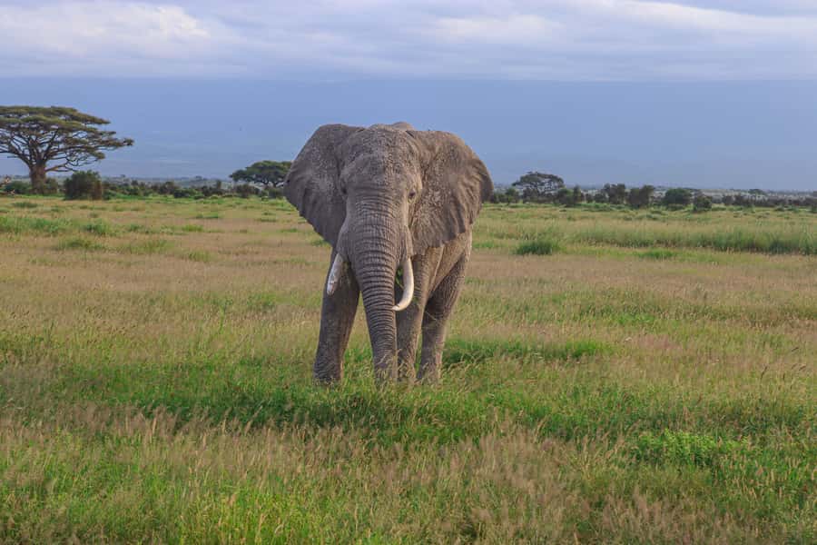 Amboseli National Park: Daytrip from Nairobi in a 4X4 Jeep - The 3.5-hour journey through Maasai territory