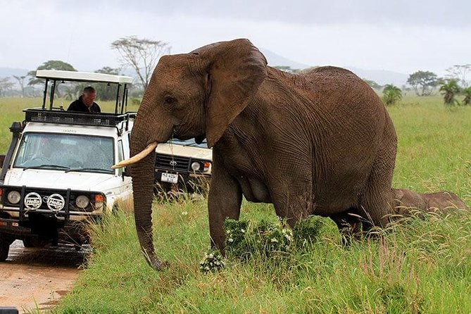 Amboseli National Park Full Day Guided Tour - Eight hours among Amboseli’s wildlife