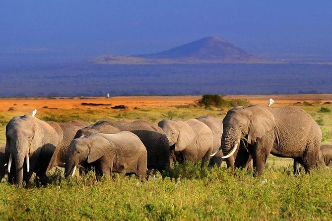 Amboseli National Park Full Day Guided Tour - What the $195 price really covers