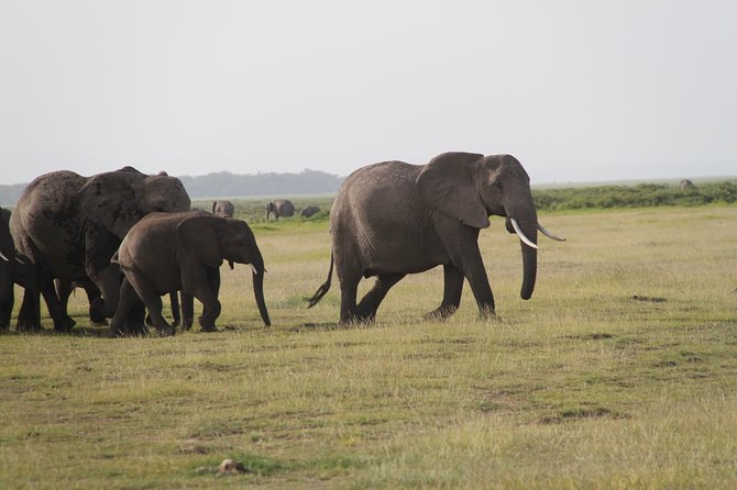 Amboseli National Park Full Day Guided Tour - Leaving Nairobi at 5:00 am