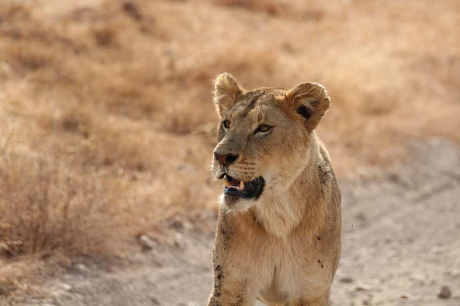 Amboseli National Park: Full Day Tour From Nairobi - Key points to know before you book