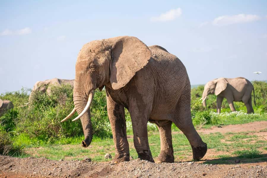 Amboseli National Park: Full Day Tour From Nairobi - Entering Amboseli National Park