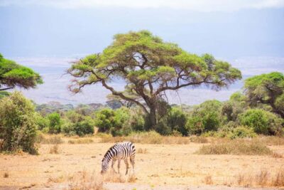 Amboseli National Park: Full Day Tour From Nairobi