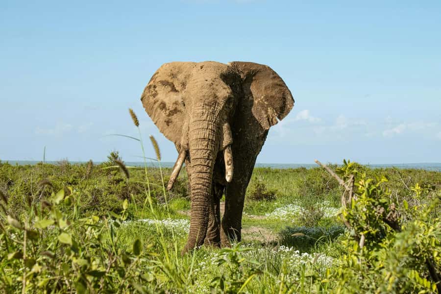 Amboseli National Park: Full Day Tour From Nairobi - The optional Maasai village visit