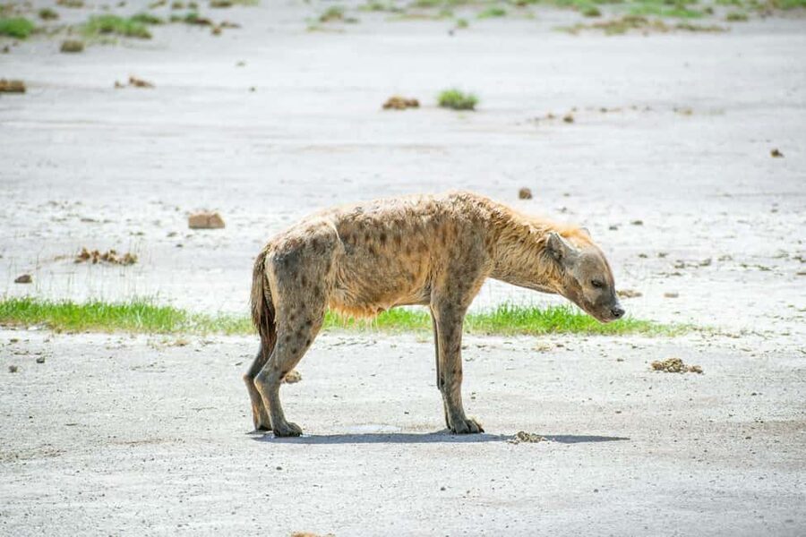 Amboseli National Park: Full Day Tour From Nairobi - How the guides shape the day