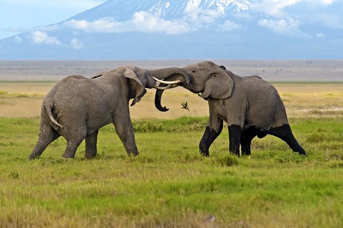 Amboseli National Park Guided Full Day Tour - Why this Nairobi to Amboseli day trip works