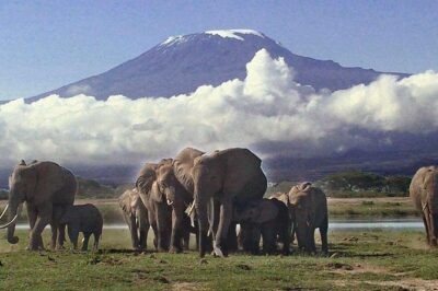 Amboseli National Park Guided Full Day Tour