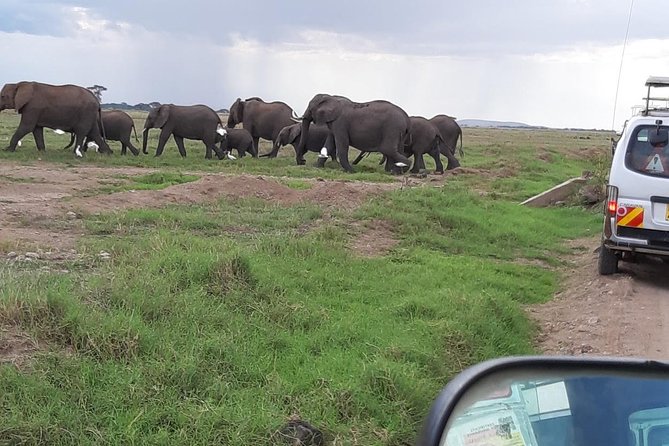 Amboseli National Park Guided Full Day Tour - Who will enjoy this full-day safari most