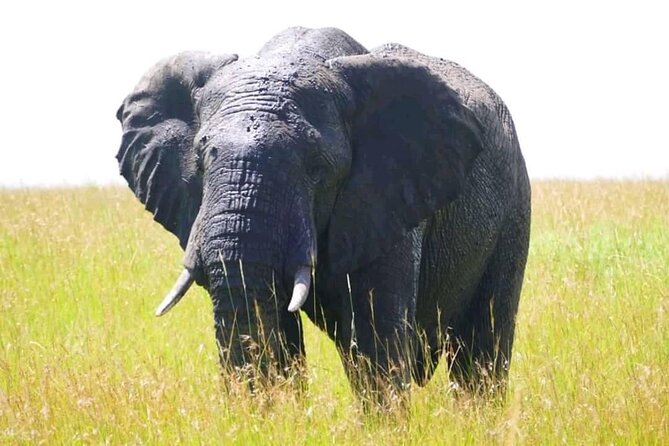 Amboseli national park over night - Nairobi to Amboseli: a long road with a clear payoff