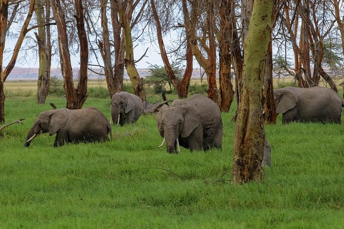 Amboseli Park & Kilimanjaro views Day tour - Lunch at Oltukai Lodge, Serena Hotel, or Observation Hill