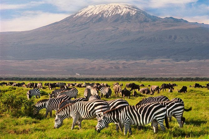 Amboseli Park & Kilimanjaro views Day tour - The afternoon game drive and return journey