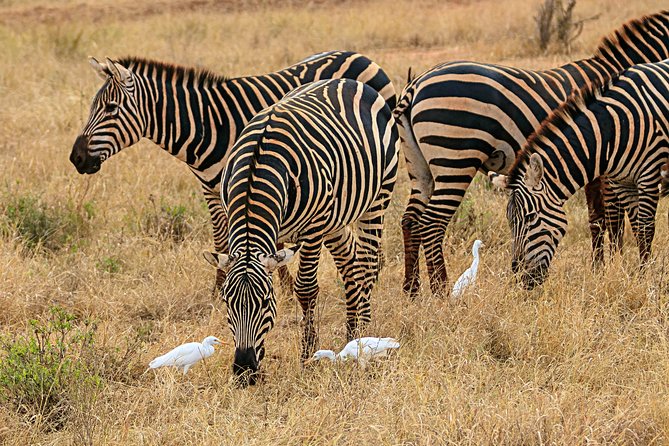Amboseli Park & Kilimanjaro views Day tour - What the guide adds to the experience