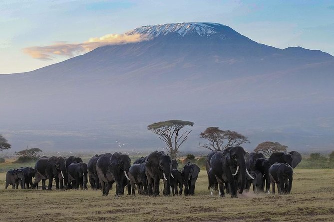Amboseli Park & Kilimanjaro views Day tour - Is $200 a fair price?