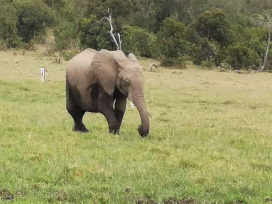 Amboseli Wildlife Day Tour And Masai Village Visit - Key points before you book