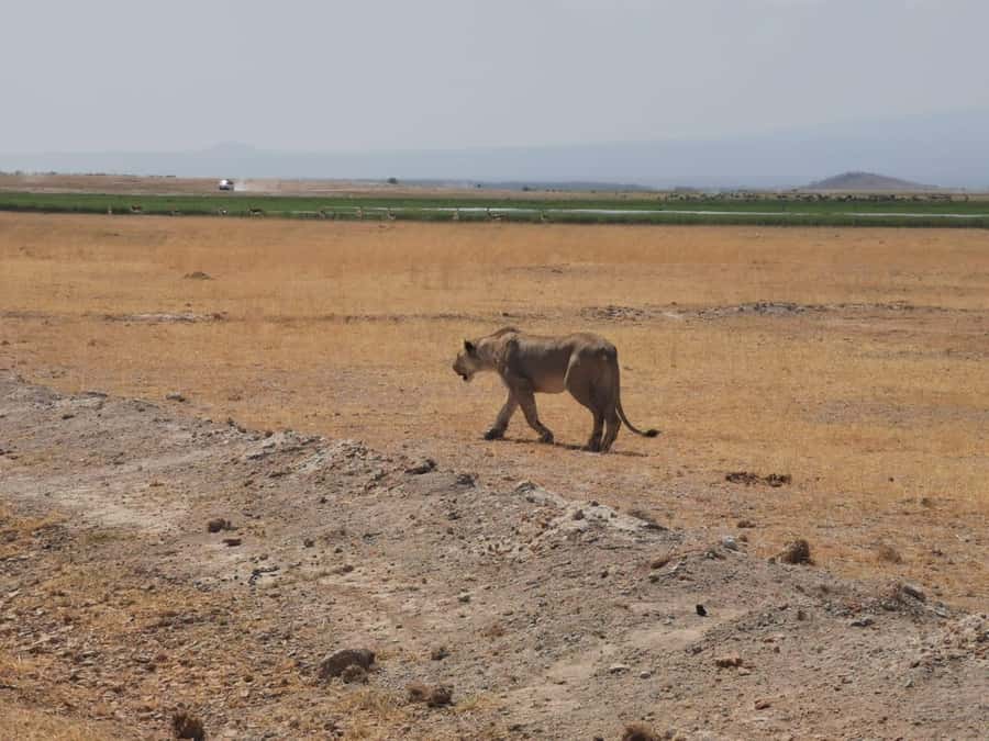 Amboseli Wildlife Day Tour And Masai Village Visit - Lunch at Kibo Super Lodge