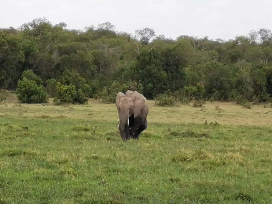 Amboseli Wildlife Day Tour And Masai Village Visit - Meeting the Maasai community