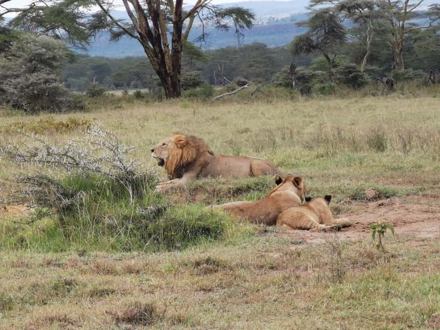 Amboseli Wildlife Day Tour And Masai Village Visit - The 5 a.m. departure from Nairobi