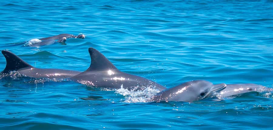 Blue Safari: Snorkeling at Watamu Marine Park & Seafood - The glass-bottom boat sets the pace