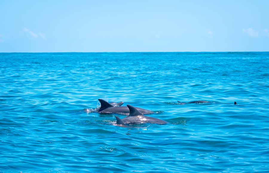 Blue Safari: Snorkeling at Watamu Marine Park & Seafood - Snorkeling at Watamu Marine National Park