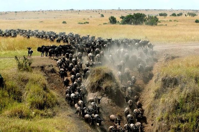Classic Best Adventure In Kenya And Tanzania 2025 - Day 4: Crossing into Tanzania and Lake Manyara