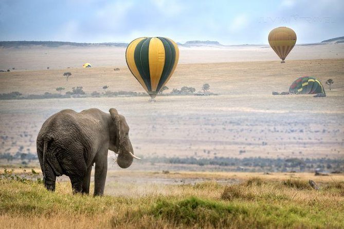 Classic Best Adventure In Kenya And Tanzania 2025 - Days 7 and 8: The wide-open Serengeti