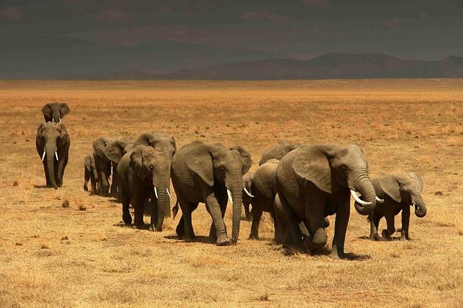Classic Best Adventure In Kenya And Tanzania 2025 - Days 11 and 12: Lake Elementaita, Naivasha, and Crescent Island