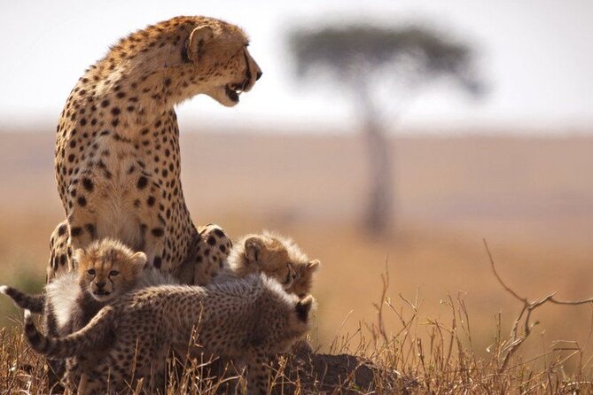 Classic Best of Kenya - What the seven-day route really gives you