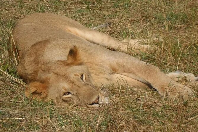 Classic Best of Kenya - Two nights in the Maasai Mara