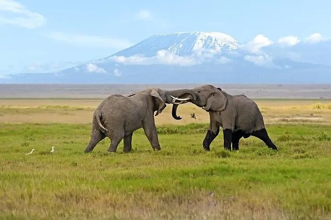 Classic Best of Kenya - Amboseli, elephants, and Mount Kilimanjaro