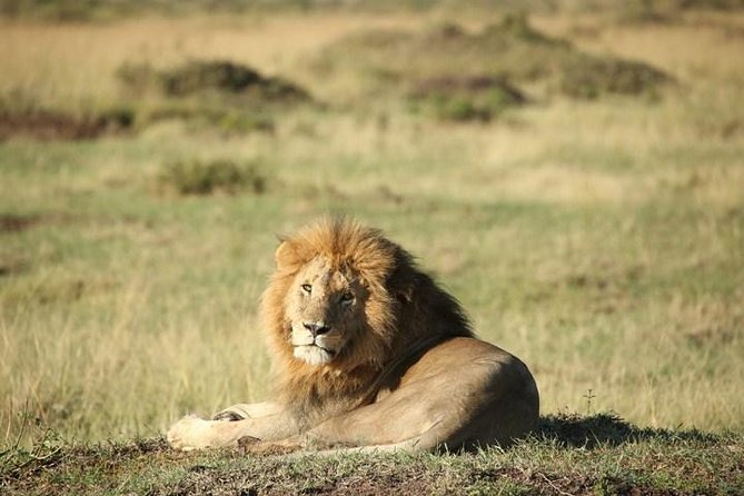 Classic Luxury 4 X 4 Masai Mara Safari - Why this four-day safari works well