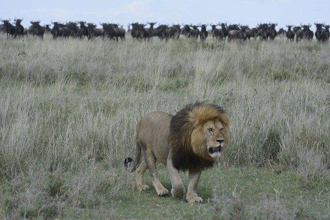 Classic Luxury 4 X 4 Masai Mara Safari - What the $1,700 price really covers