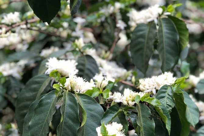 Coffee farm tour, coffee roasting and tasting experience - The guides make the two hours work