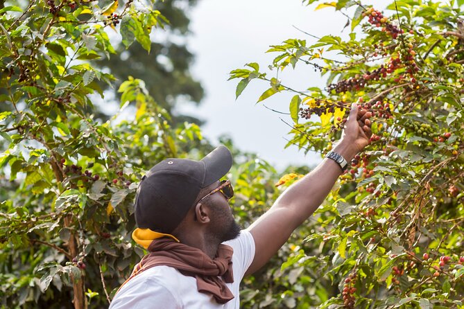 Coffee Farm Village & Factory Half Day Tour with Pick-Up - Walking through the coffee-growing process