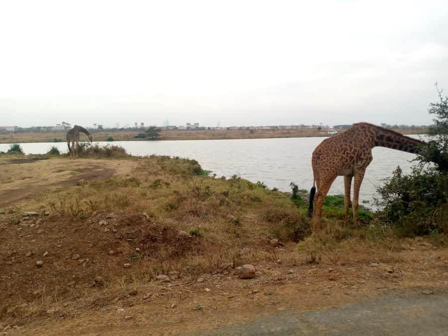 Crescent Island And Boat Ride Day Trip - Why Crescent Island feels different from a normal safari