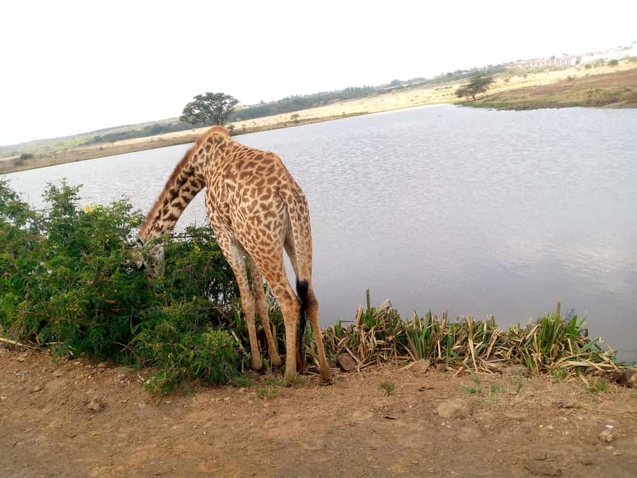 Crescent Island And Boat Ride Day Trip - Walking among giraffes, zebras, and impalas