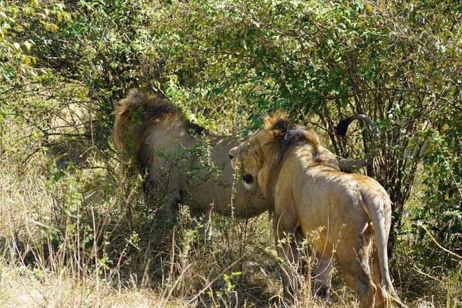 Daily departures 3 days masai mara by landcruiser - Day 1: Narok lunch and the first Mara game drive