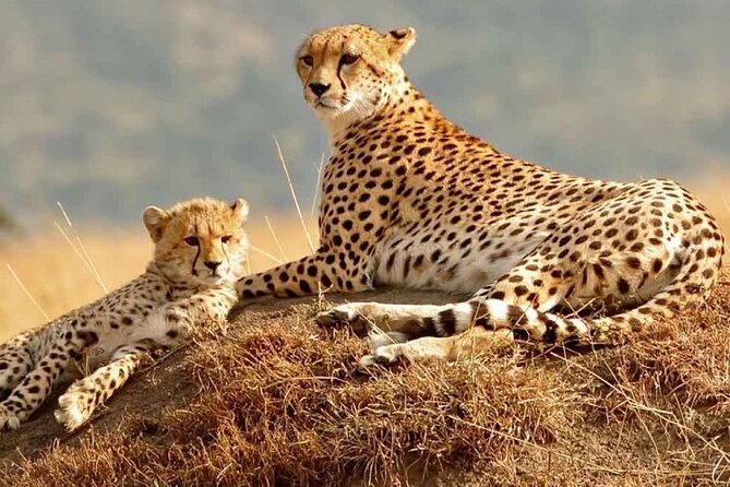 Daily departures 3 days masai mara by landcruiser - Olailepo Mara Camp: simple comfort after a long day