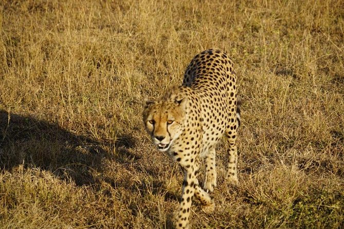 Daily departures 3 days masai mara by landcruiser - Day 3: One last morning before Nairobi