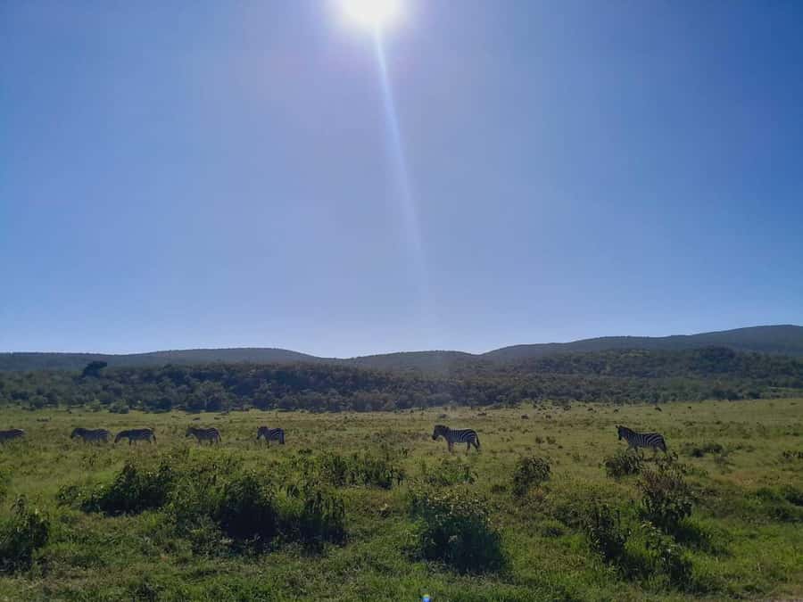 Daily Hell's gate National Park Ebike Cycling - What the $140 price really covers