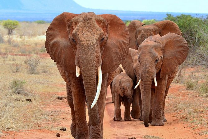 David Sheldrick Elephant Orphanage Half-Day Tour in Nairobi - Why this Nairobi elephant visit matters