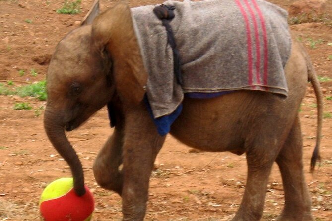 David Sheldrick Elephant Orphanage Half-Day Tour in Nairobi - Entering the open viewing area at 11am
