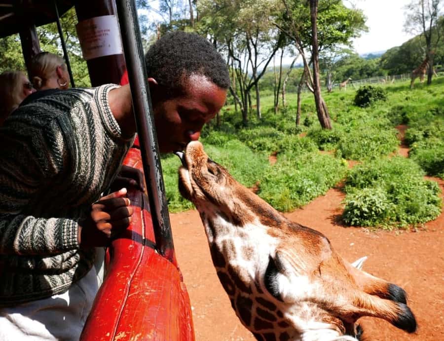 David Sheldrick Wildlife Trust & Giraffe Center with Lunch - Key points at a glance