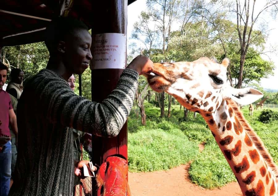 David Sheldrick Wildlife Trust & Giraffe Center with Lunch - What the elephant orphanage adds