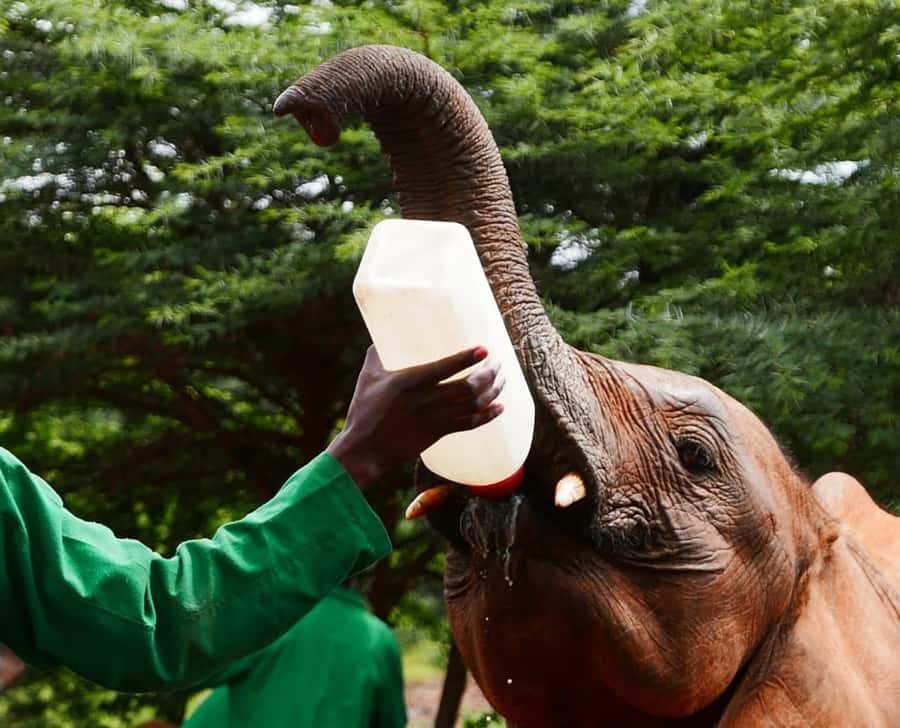 David Sheldrick Wildlife Trust & Giraffe Center with Lunch - Is $193 per person fair value?