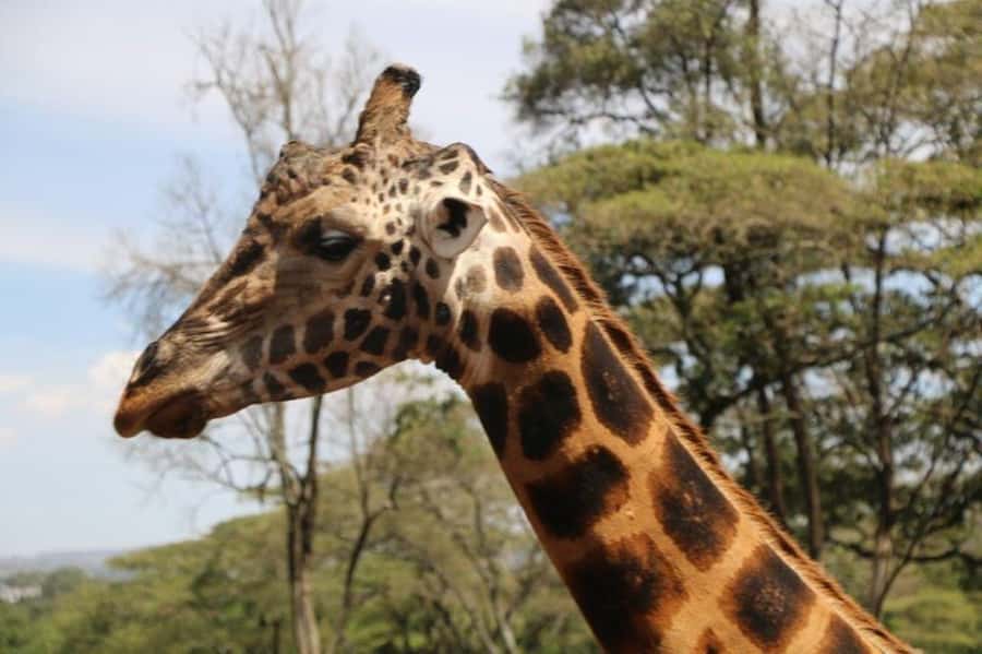 David Sheldrick Wildlife Trust & Giraffe Center with Lunch - The guide can shape the whole morning