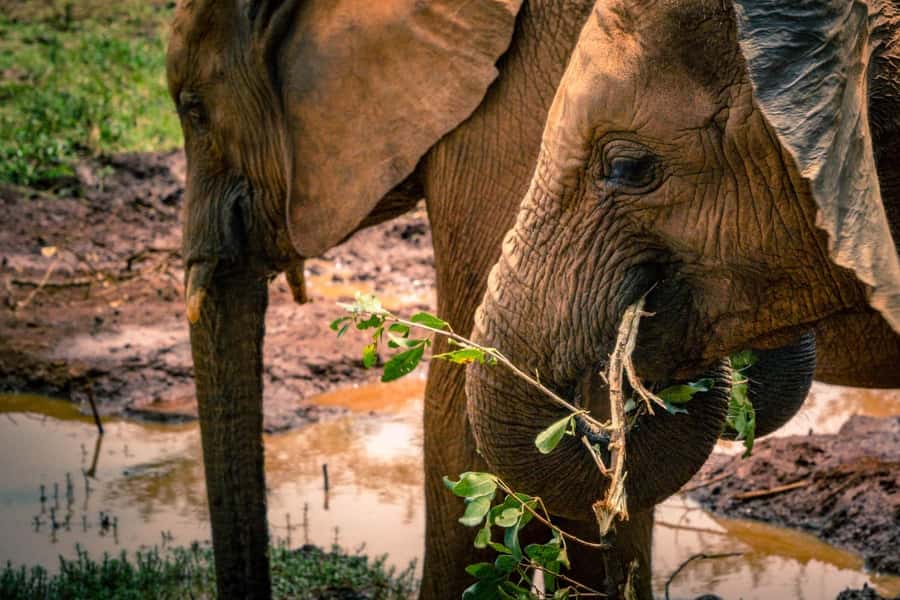 David Sheldrick Wildlife Trust & Giraffe Center with Lunch - Who should book this experience?