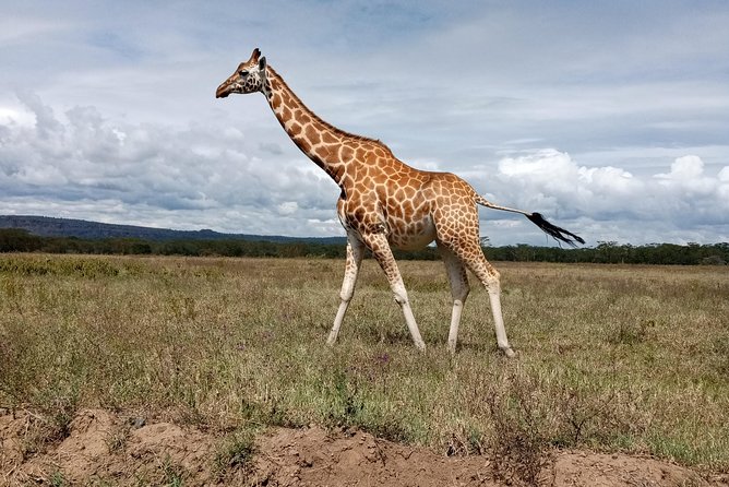 Day Safari; Amboseli National Park from Nairobi. - A 5 a.m. departure from Nairobi